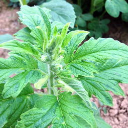 芝麻非油料作物，揭秘非爆款花卉真相！