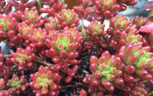 红色浆果多肉掉叶子怎么办？试试这些方法
