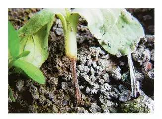 二、植株烂根Zui好的处理方法