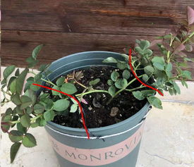 早春抹芽，植物开花的小秘诀