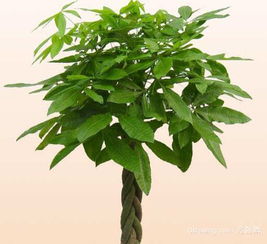 叶子发黄原因一：浇水过多或过少