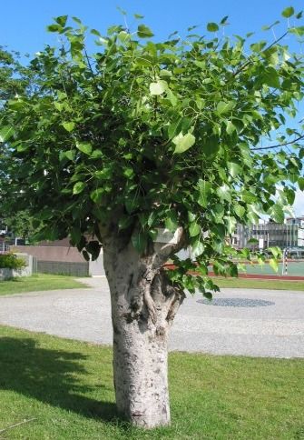 校园绿意盎然：适合种植的植物品种大揭秘