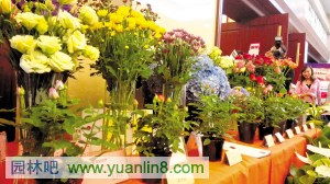 盆栽迷你玫瑰花，如何让花朵绽放更艳丽