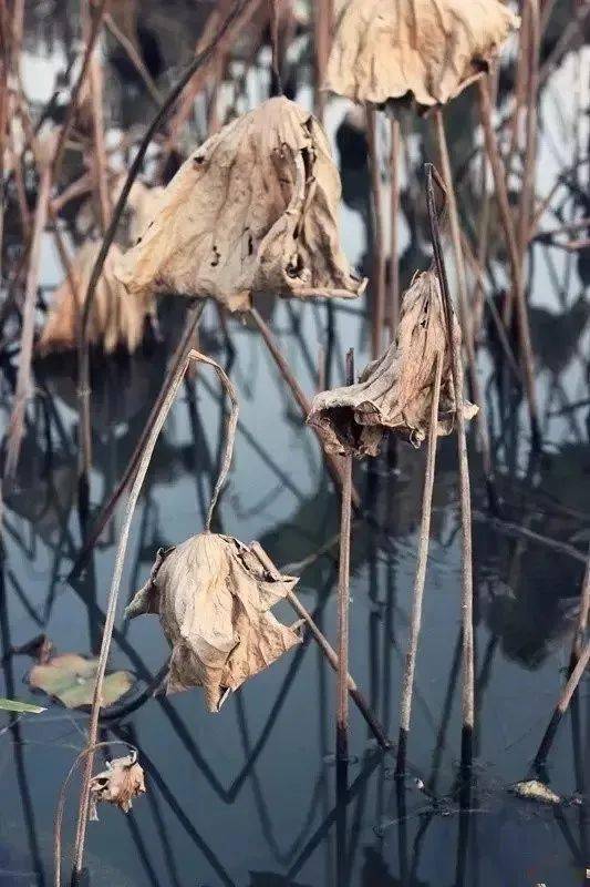 冬天要保证土不结冰