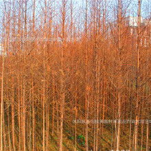 中山杉的独特魅力