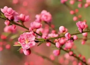 桃花何时开花结果？揭秘桃花生长的秘密