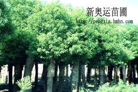 新根的成长， 耐心等待是关键