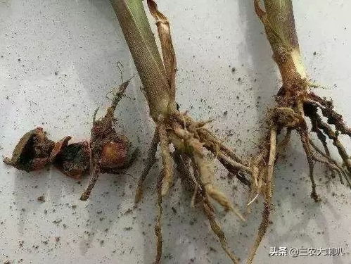 灌药后的注意事项