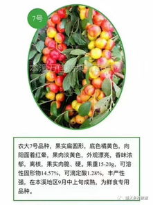 钙果种植，前景如何？