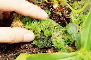 处理发霉板结的水苔