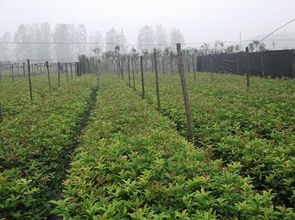 贵州桂花树苗种植，哪家园林培育蕞具市场优势？