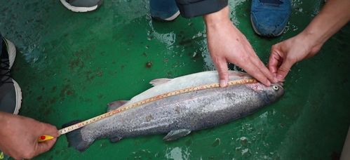 猪场管理新篇章：团队建设铸就高效养殖