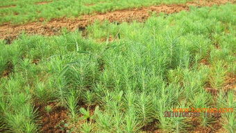 苗木供应地址的秘密揭晓