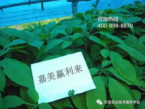 有机磷农药和杀菌剂