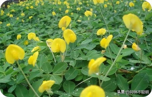 2. 葫芦——多福多寿的祝福