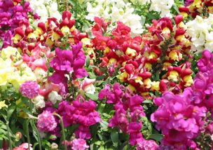 绣球花：阳光下的舞蹈