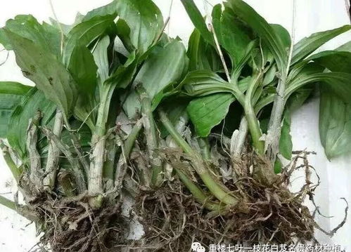 草甘膦：广受欢迎， 但也有局限