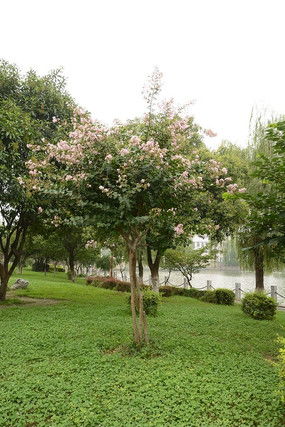 麦李，麦李，它真是个好名字