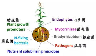 BT微生物农药：神秘的力量，害虫的噩梦