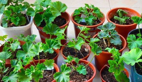 揭秘长寿花水培养殖秘籍：简单步骤与关键要点