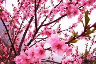 选地方种桃花，学问大着呢！