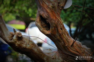 紫微树的习性揭秘