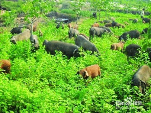 二、 南方养猪种植蔬菜的技巧