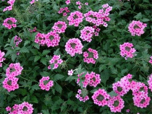 6. 猕猴桃：后来啊实 美不胜收