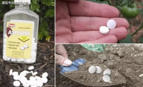 恶霉灵加普力克和生根剂混合使用，能同时杀菌和促进生根吗？