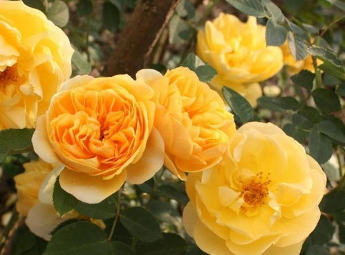 月季花嫁接常用什么树？看完这篇文章就懂了