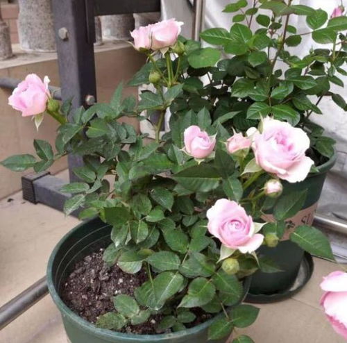 月季花苞初现，如何施肥才能促其绽放