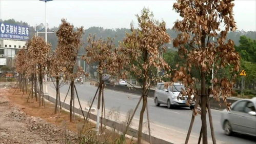 五、 大树底下不适合花草生长