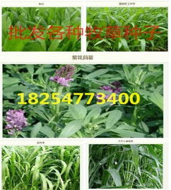 牧草干燥营养流失影响研究