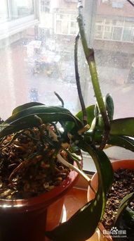 蝴蝶兰如何科学养殖才能长得好，有哪些种植技巧可以使其茁壮成长