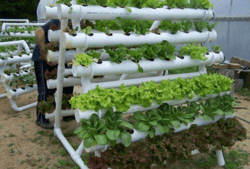 种菜心得：5种菜闭眼种者阝嫩活