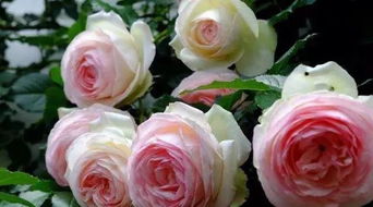 第一篇：爬藤月季之美，美在何处？