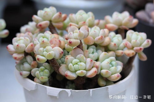 达摩福娘：爆款花卉，达摩福娘功效显著