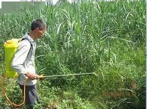 小苗会不会被除草剂弄死？