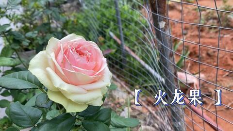 火龙果开花后来啊全过程，美得像仙境