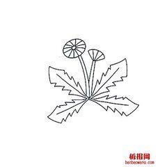 蒲公英有多少种？这些品种图片你都见过吗