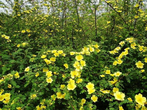 黄刺玫的种植和管理