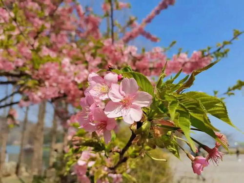 虎刺梅浇水技巧，开花期浇水秘籍！