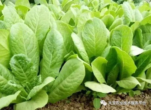 哪种蔬菜最适宜？