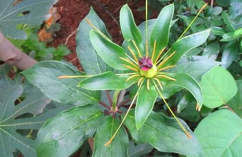 Q：苗子东倒西歪正常吗？