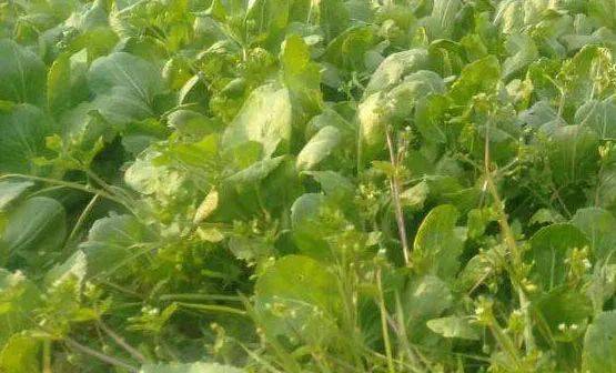 促销蔬菜除草剂推荐