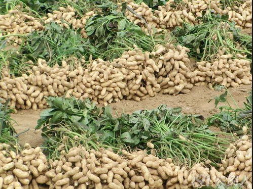 花生果多果饱， 全靠这几种方法