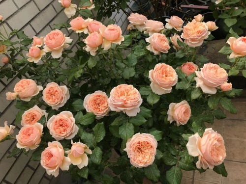 砧木芽的处理， 月季树的健康保障