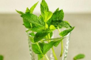 如何在家里用薄荷水进行无土栽培，实现薄荷的快速繁殖