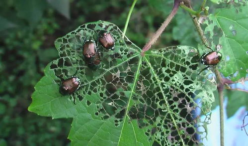 甲维盐对甲虫的效果