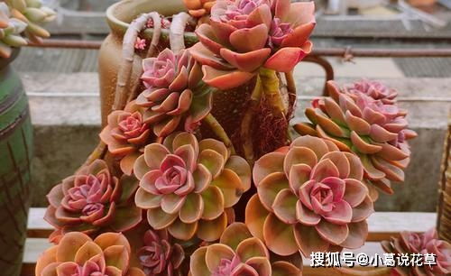 多肉巧克力养成老庄，如何让叶片饱满如巧克力